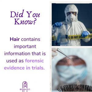 Hair contains important information that is used as forensic evidence in trials.